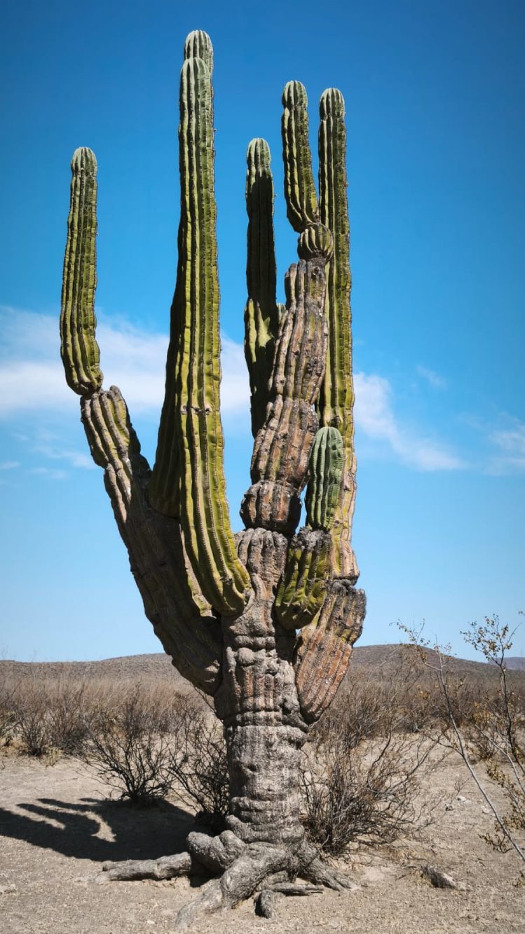 Saguaro cacti against a blue sky in an exploration area